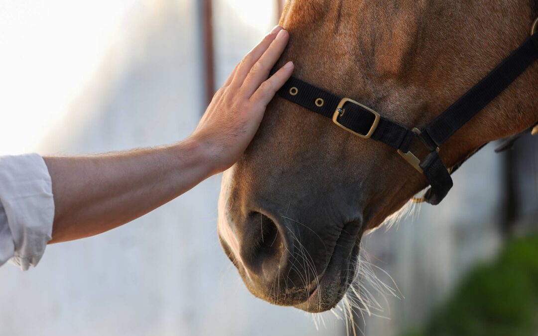 What can leaders learn from horses